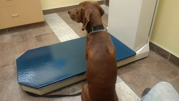VCA Stoney Creek Animal Hospital 12
