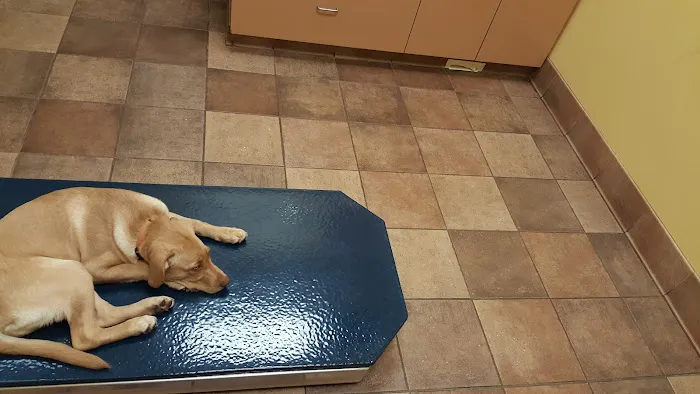 VCA Stoney Creek Animal Hospital 12