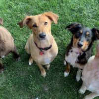 Noblesville Pet Wellness Clinic ico