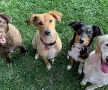 Noblesville Pet Wellness Clinic