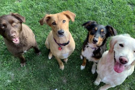 Noblesville Pet Wellness Clinic