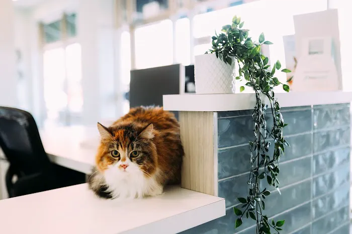 Paw & Purr Surgical and Dental Care 4