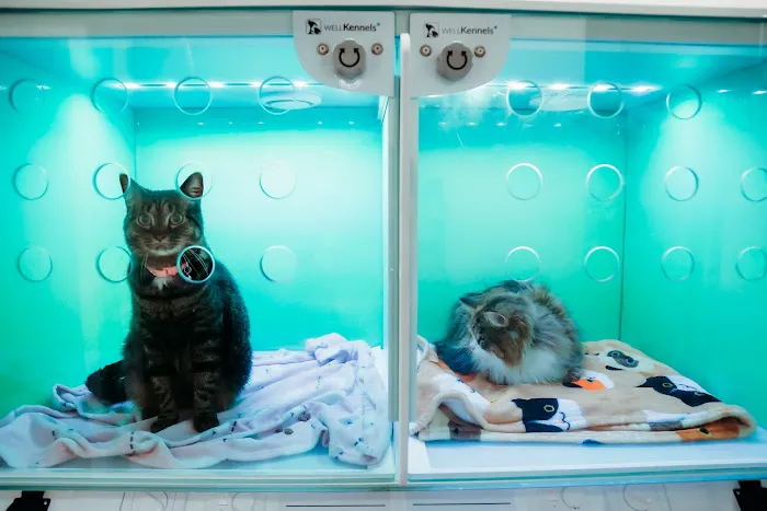 Paw & Purr Surgical and Dental Care 5