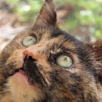 Hamilton Hills Animal Hospital Inc ico