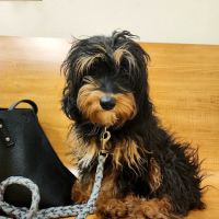 Banfield Pet Hospital ico