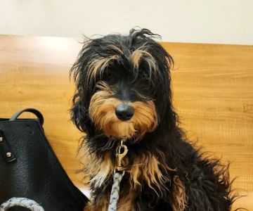 Banfield Pet Hospital