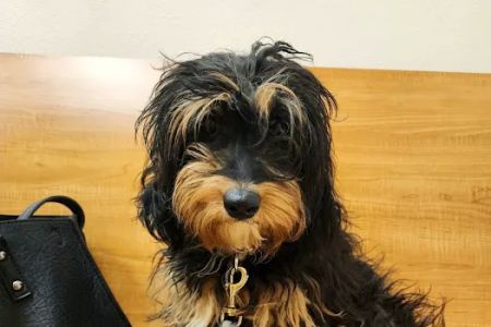 Banfield Pet Hospital