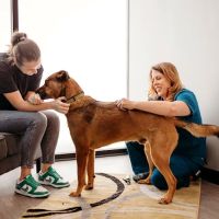 PetVet365 Pet Hospital Fishers Crossing ico