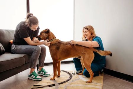 PetVet365 Pet Hospital Fishers Crossing