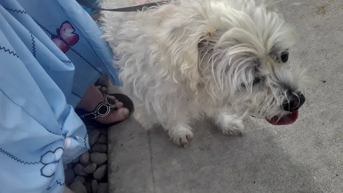 Low Cost Spay Neuter Clinic 3