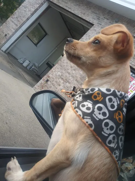 Low Cost Spay Neuter Clinic 5