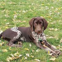 Carmel Clay Animal Hospital ico
