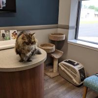 Animal Allergy & Dermatology Center of Indiana ico
