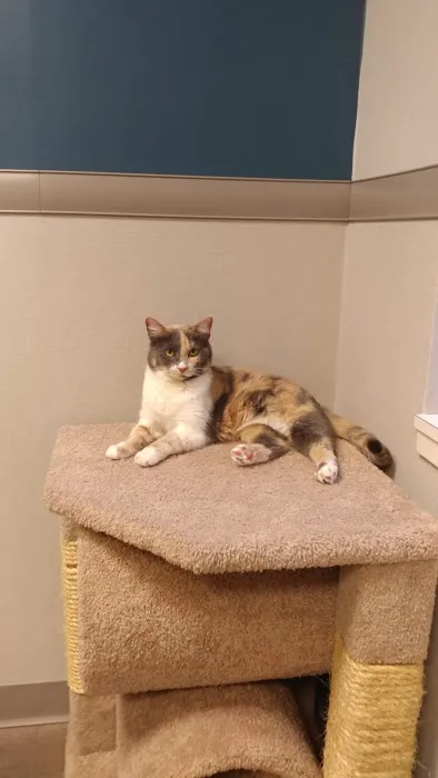 Animal Allergy & Dermatology Center of Indiana 4