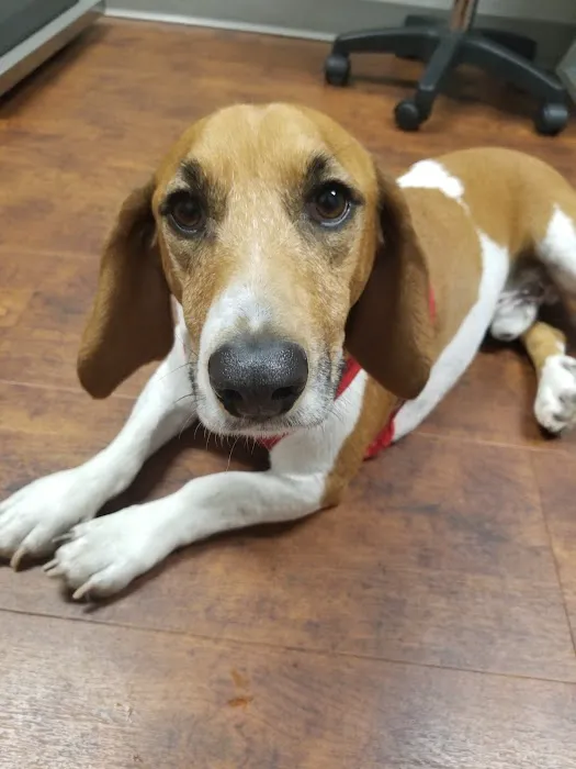 Animal Allergy & Dermatology Center of Indiana 7