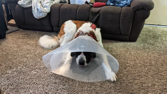 Low Cost Spay Neuter Clinic 2