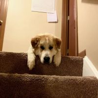 Low Cost Spay Neuter Clinic ico