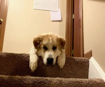 Low Cost Spay Neuter Clinic