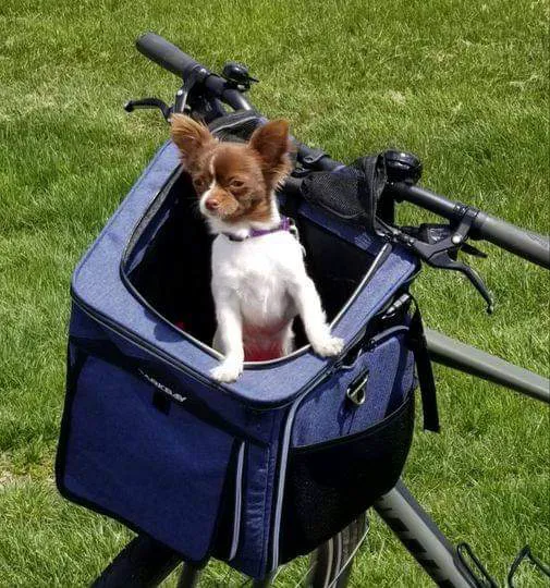 Low Cost Spay Neuter Clinic 10