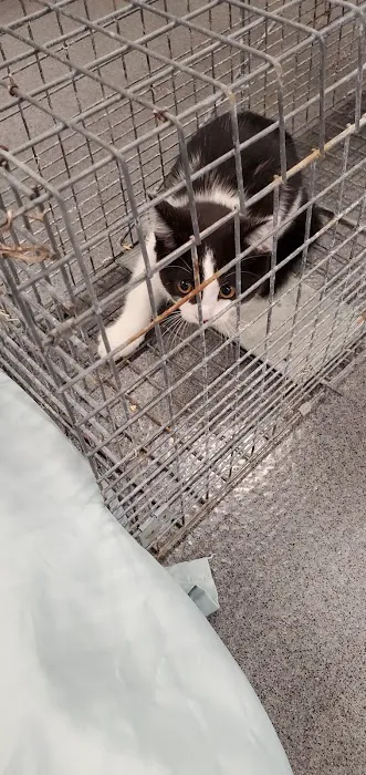 Low Cost Spay Neuter Clinic 9