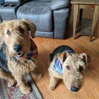 Hamilton Crossing Animal Hospital ico