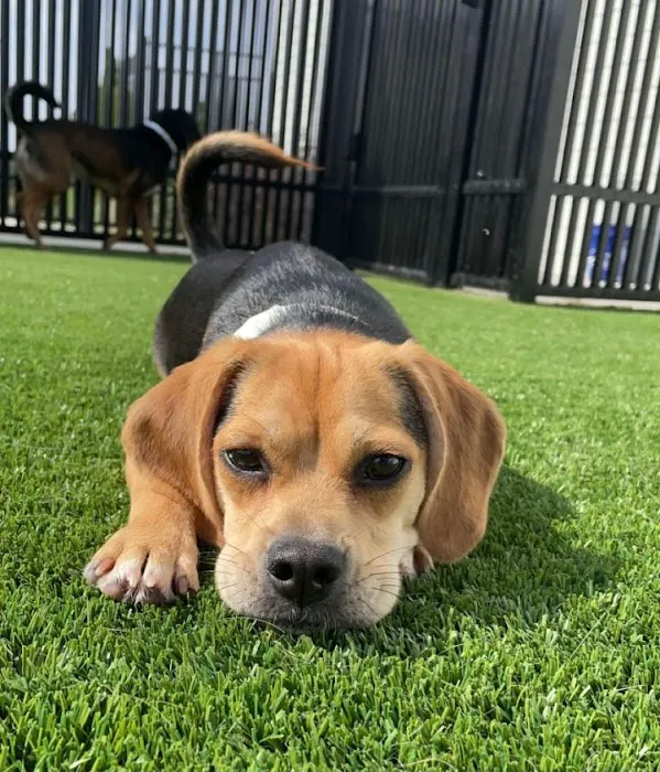 Coyne Veterinary Center Westfield 12