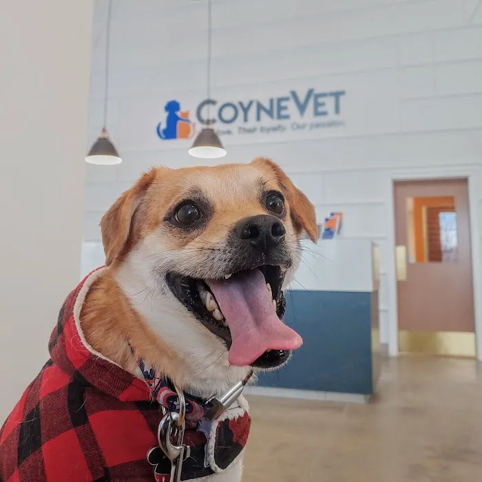 Coyne Veterinary Center Westfield 12