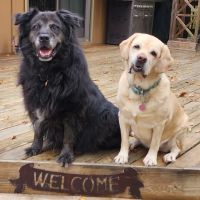 The Integrative Veterinary Clinic ico