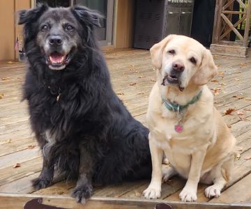 The Integrative Veterinary Clinic