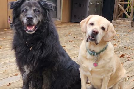 The Integrative Veterinary Clinic