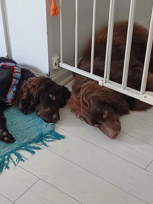 The Integrative Veterinary Clinic 12