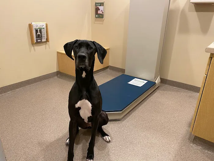 Springmill Pet Wellness Clinic 6