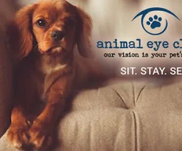 Animal Eye Clinic