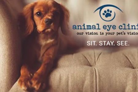 Animal Eye Clinic