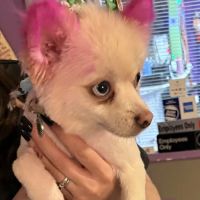 Banfield Pet Hospital ico
