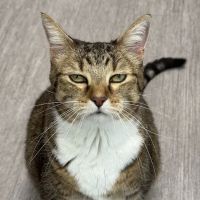 PetVet365 Pet Hospital Indianapolis / Cool Creek ico