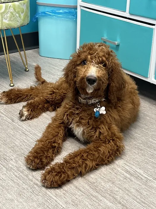 PetVet365 Pet Hospital Indianapolis / Cool Creek 5
