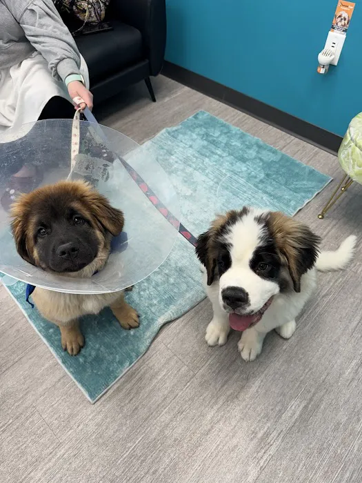 PetVet365 Pet Hospital Indianapolis / Cool Creek 9