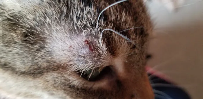Animal Dermatology Clinic 8