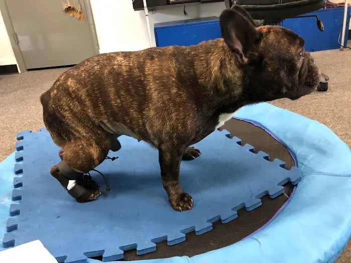 Indy Pet Core 12