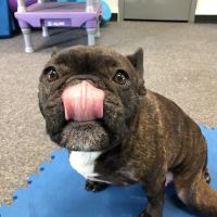 Indy Pet Core ico