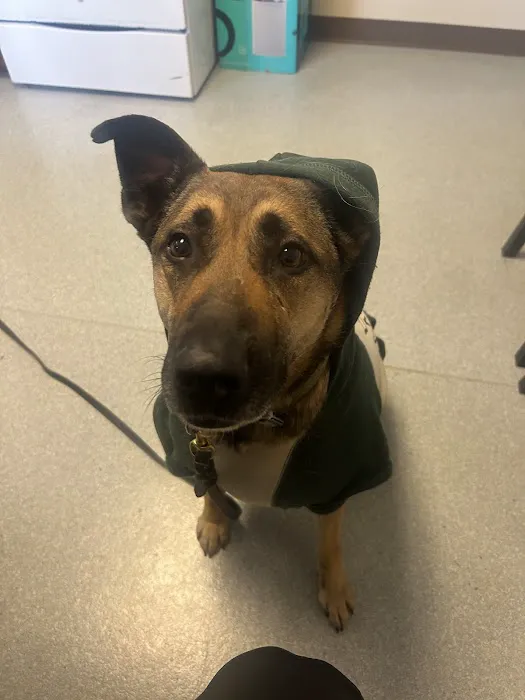 Indy Animal Surgery Center 12
