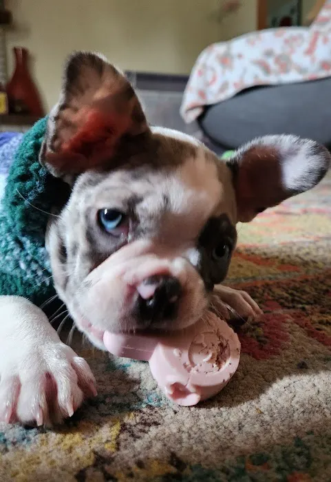 Indy Animal Surgery Center 12