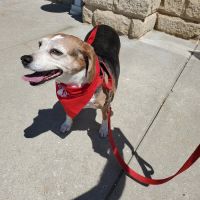 Bridgeview Pet Wellness Clinic ico