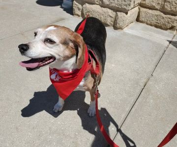 Bridgeview Pet Wellness Clinic