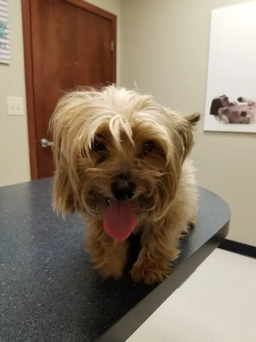 Bridgeview Pet Wellness Clinic 4