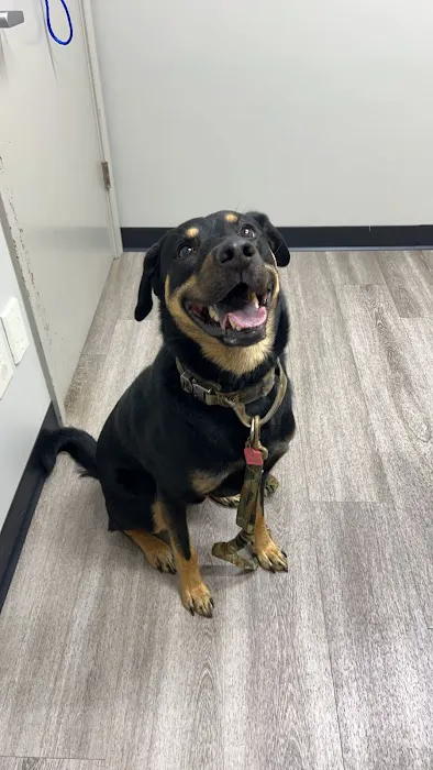 Bridgeview Pet Wellness Clinic 7
