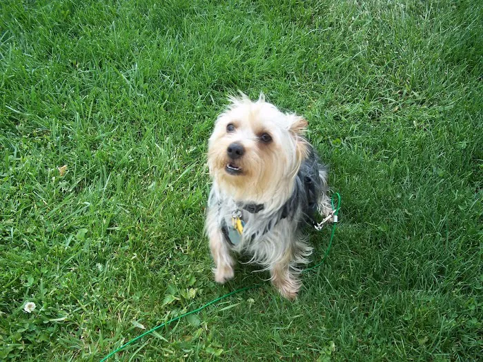 Bridgeview Pet Wellness Clinic 6