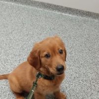 Country Critters Veterinary ico