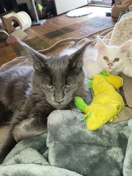 Queen Bean Maine Coons 12